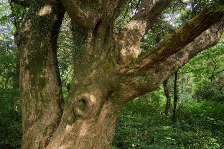 Bijarim Forest